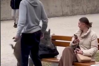 Dzik z Gdyni merda ogonkiem jak piesek. Nagranie z TikToka hitem internetu [ZDJĘCIA]