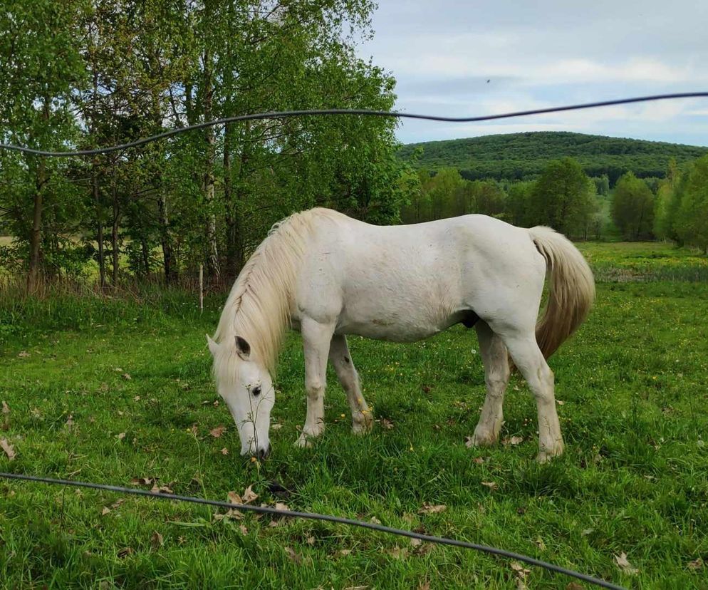 Kapkazy i Wzdół-Wiącka w gminie Bodzentyn