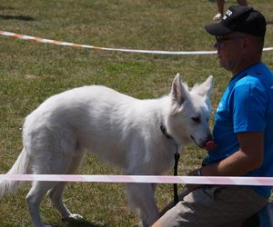 Psia radość i ludzkie serca. Myślęcinek pełen dobrych ludzi i ich czworonogów