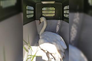 Łabędź uratowany przez Ekopatrol