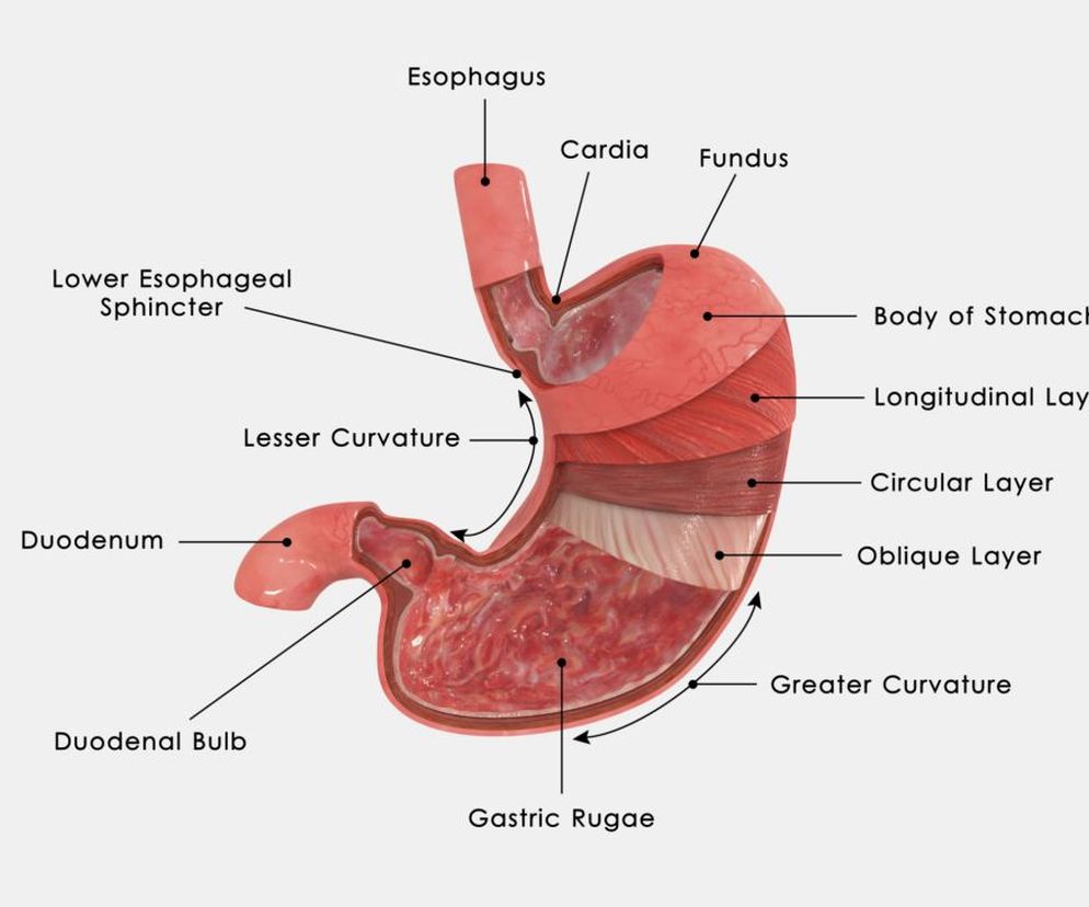 Żołądek przetwarza pokarm na miazgę, to w nim zachodzi trawienie tego, co spożywamy. Dowiedz się, jak jest zbudowany i jak działa żołądek.