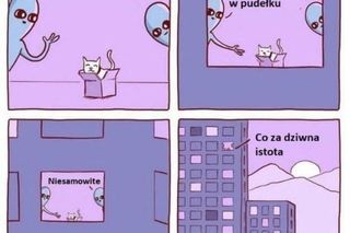 Dzień Kota 2025. Zobacz najśmieszniejsze memy z kotami w roli głównej! [17.02.2025]