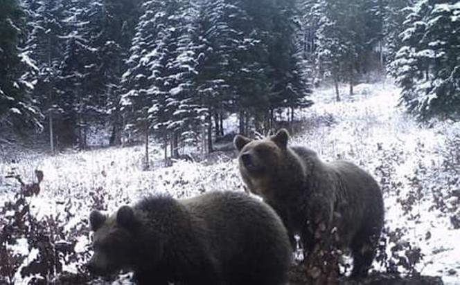 Bieszczady. Niedźwiedzie wyszły na Andrzejki, zastała ich zima [ZDJĘCIA]