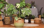Monstera 'Thai Constellation'