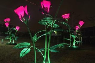 Świecące róże w Kostrzynie