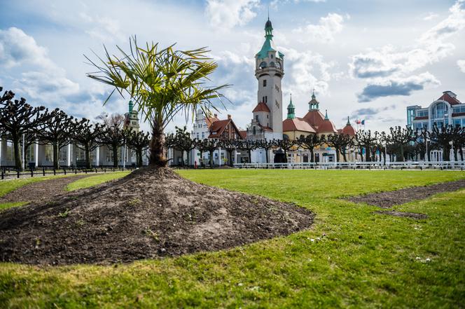 Palmy w Sopocie, zachęcają do spacerów [ZOBACZ ZDJĘCIA]