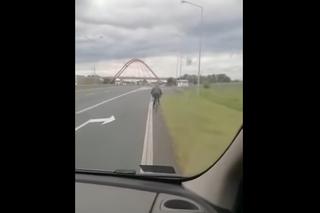 Nietypowa sytuacja na autostradzie A4. Śmigał nią rowerzysta! [WIDEO]