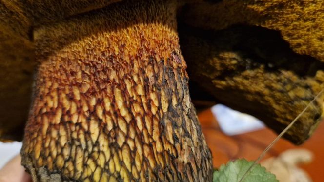 Grzyb wielki jak warszawska Patelnia! Ponury imieniem, wspaniały wyglądem