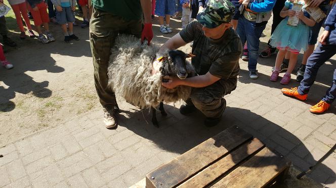 Coroczne strzyżenie owiec w bydgoskim zoo [ZDJĘCIA]