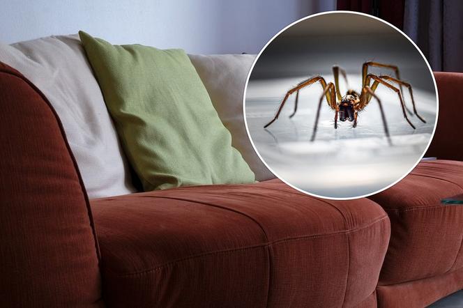 Hodowla pająków zaniepokoiła śledczych