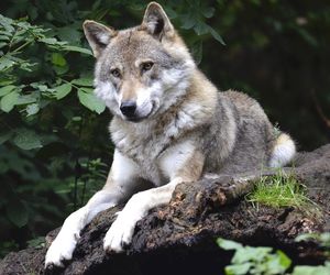 Wilki w okolicach Radomia. Leśnicy uspokajają i apelują o rozwagę