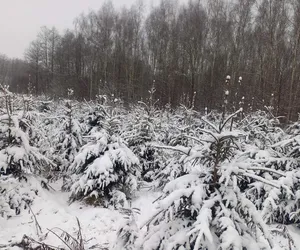 Choinki prosto z lasu. Elbląscy leśnicy zapraszają