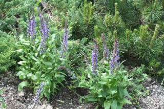 Szałwia omszona - Salvia nemorosa