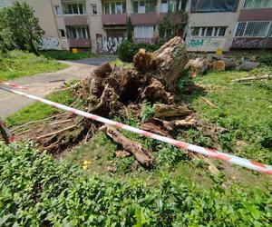 Wielkie drzewo runęło im na blok. „Widziałam, jak na mnie leci!”