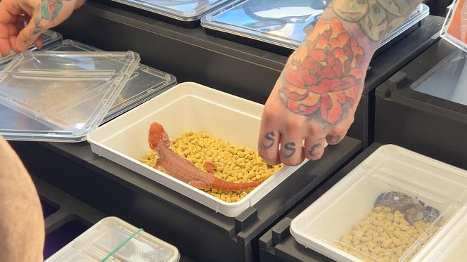 Węże, pająki i dreszczyk emocji w Bydgoszczy! Dragon Expo zachwyciło odwiedzających