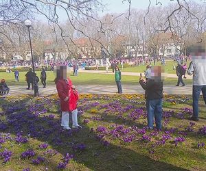 Niszczenie krokusów na Jasnych Błoniach