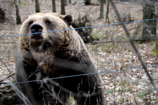 Pobudka niedźwiedzicy w poznańskim ZOO! To oznacza wiosnę? [WIDEO]