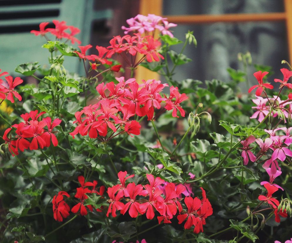 Pelargonia kaskadowa