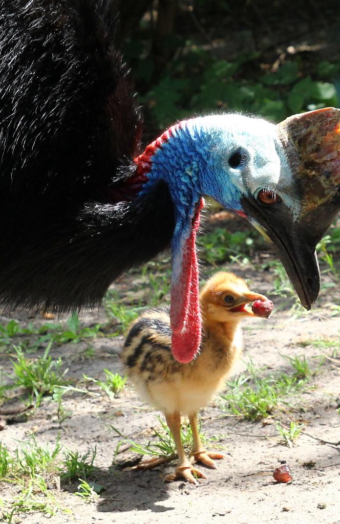  To jeden z najgroźniejszych ptaków na świecie. Pisklę wykluło się w warszawskim zoo