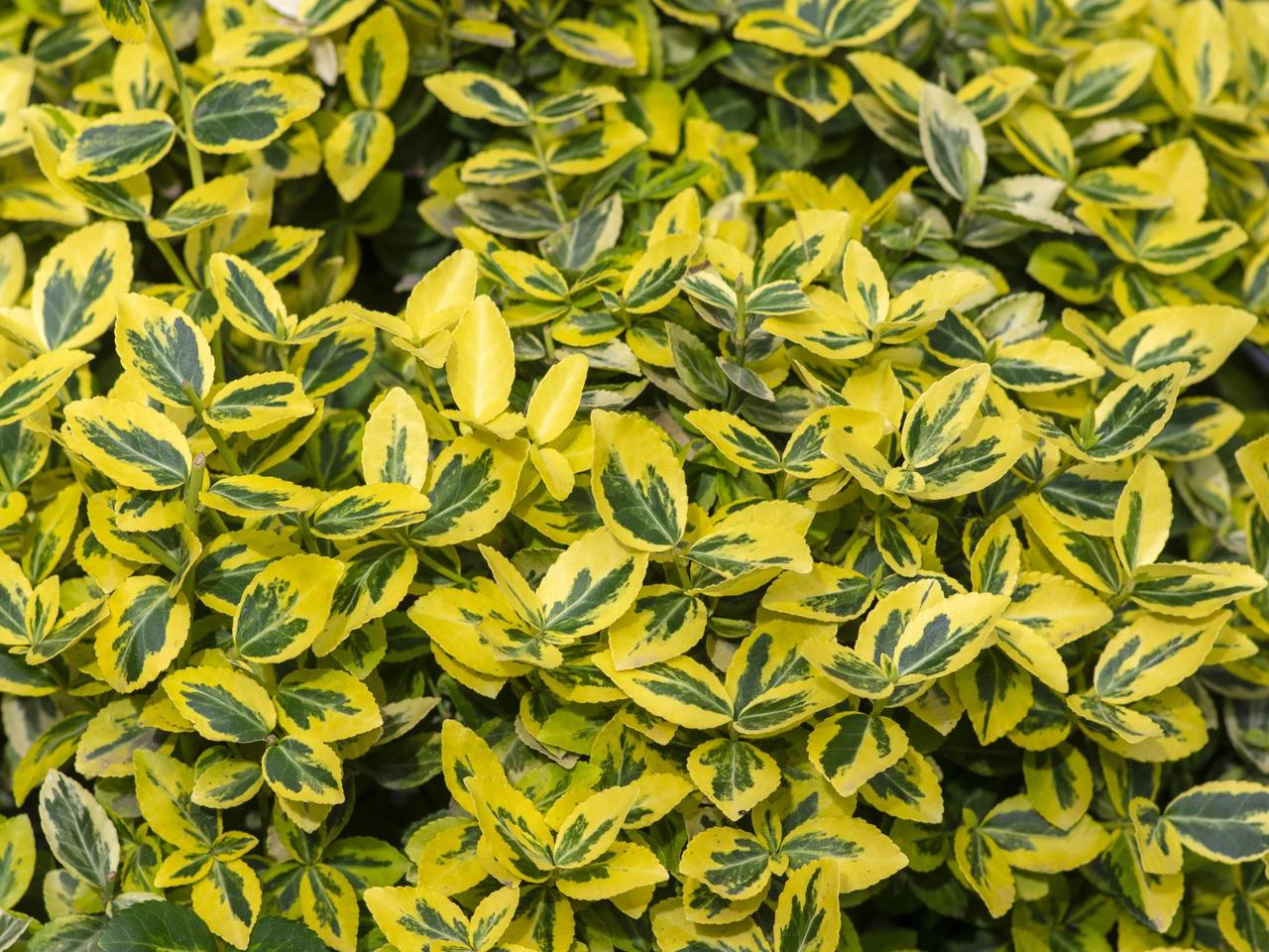 Trzmielina Fortune'a 'Emerald 'n Gold' - Euonymus fortunei 'Emerald`n Gold'