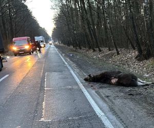 Auto zderzyło się z łosiem