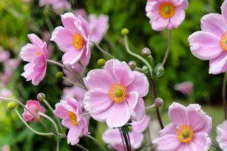 Zawilec pajęczynowaty