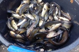 Szykują się dobre sezony! Do brodzkiego zalewu trafiło ponad 87 tys. sztuk ryb