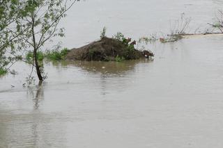 Powódź na Podkarpaciu, Budy Łańcuckie - rzeka Wisłok