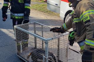 Przerażeni mieszkańcy zadzwonili na służby! W ich domu grasował… borsuk