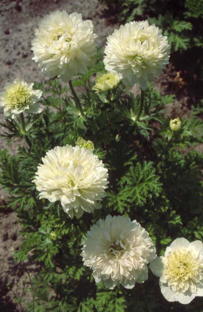 Zawilec wieńcowy - Anemone coronaria