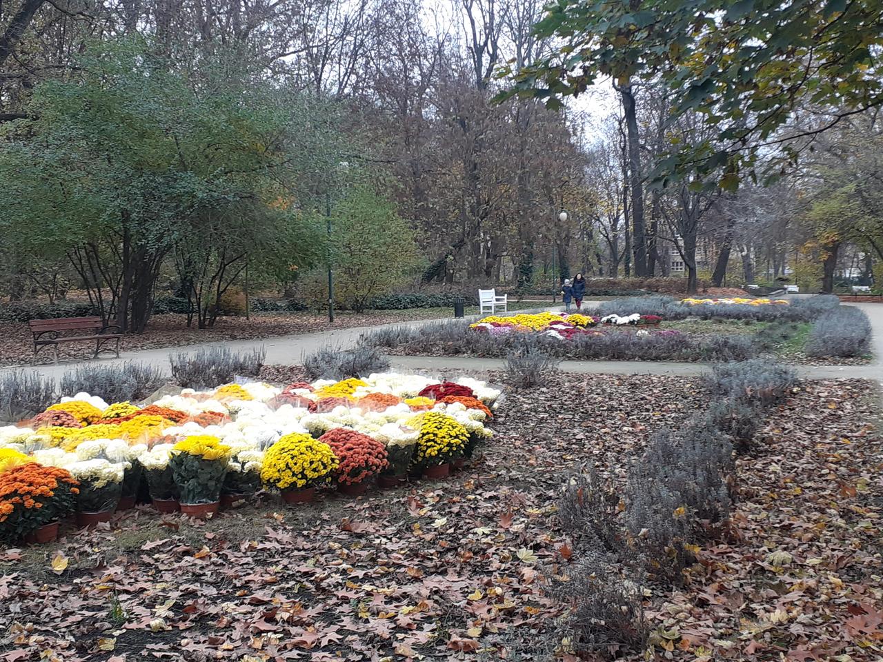 Ogród Saski w Lublinie zdobią teraz chryzantemy [WIDEO]
