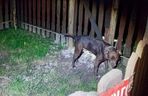  ZŁodzieje ukradli pitbulla.
