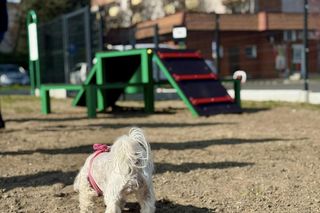 Psi wybieg w Kościanie 