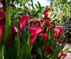 Cantedeskia - Zantedeschia