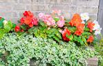 Begonia bulwiasta