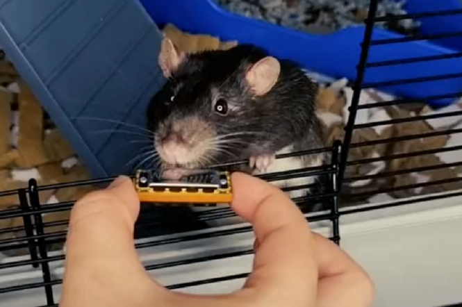 Szczur grający na harmonijce robi furorę w internecie