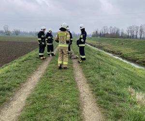 Strażacy uratowali życie małej sarenki