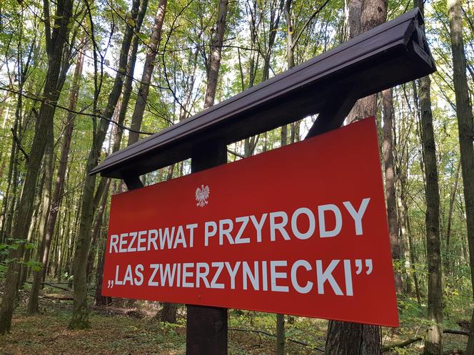 Las Zwierzyniecki w jesiennej odsłonie. Leśna dżungla w sercu Białegostoku [ZDJĘCIA]