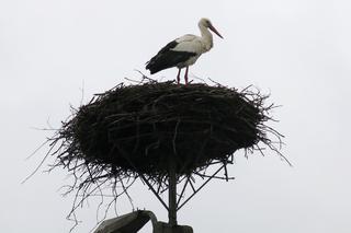 Przez tego ptaka wróciła zima