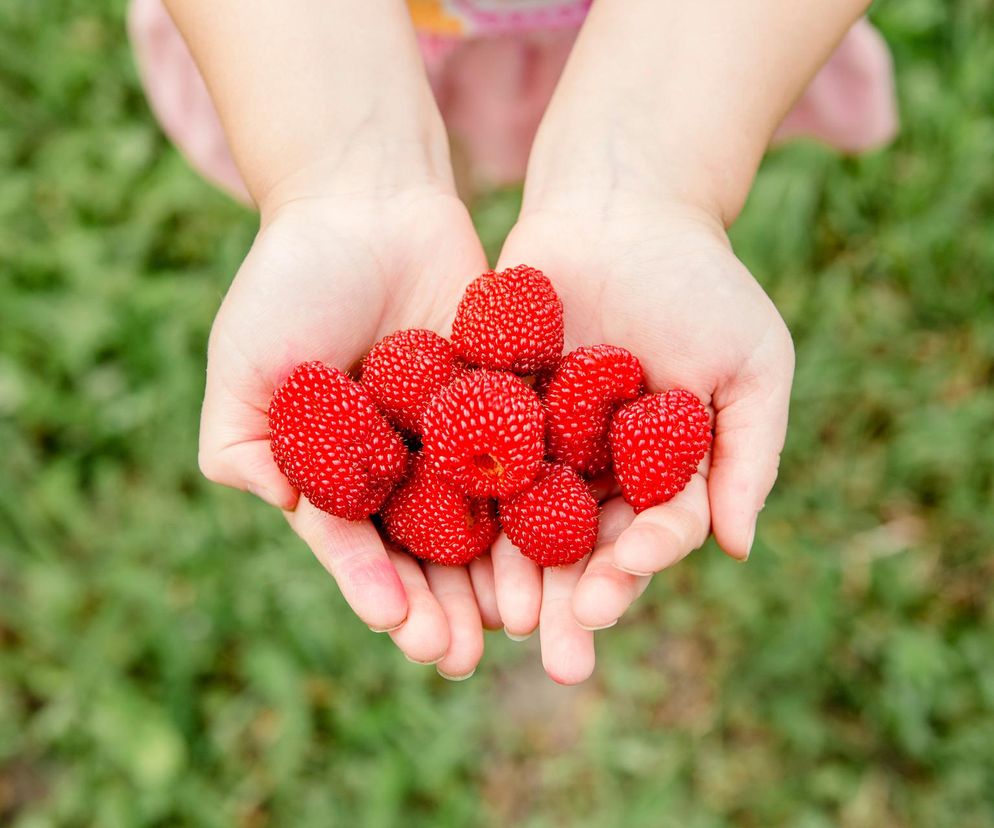 Malinotruskawka zdobywa coraz większą popularność. Spróbuj tego czerwonego owocu