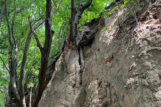 Dramat na wycieczce szkolnej w Kazimierzu Dolnym! Dzieci i opiekunowie przygnieceni przez konar drzewa