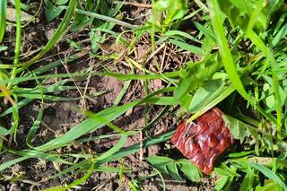 Kiełbasa z pinezkami na kieleckich Ślichowicach!