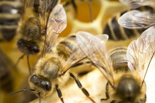 W Bydgoszczy przybywa pszczół. Na dachu uczelni powstaje ponad 250 kilogramów miodu! 