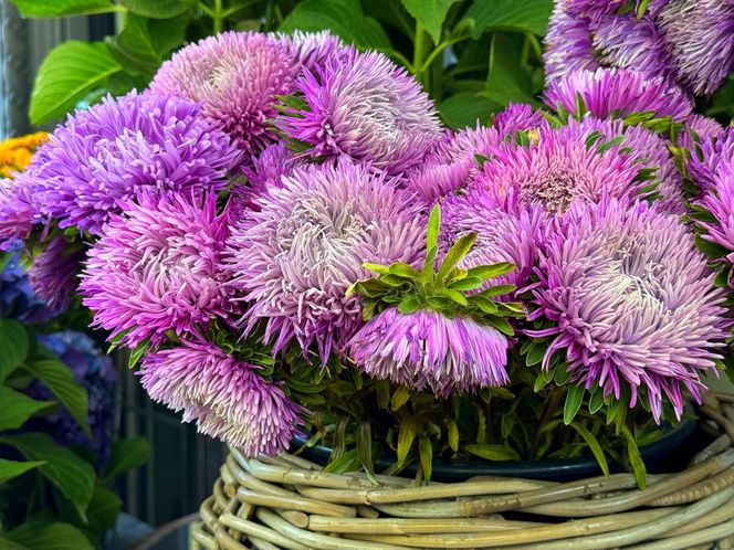 Aster - Panna