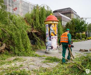 Stara wierzba płacząca w centrum Kielc złamana! Część korony drzewa runęła na chodnik