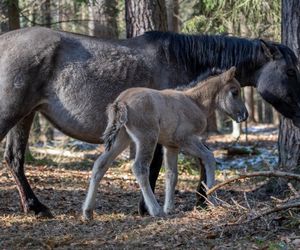 Pierwsze źrebięta konika polskiego w hodowli rezerwatowej RPN w 2025 r.