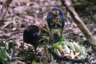 Myszojeleń we wrocławskim zoo osiągnął już rozmiary dorosłego osobnika