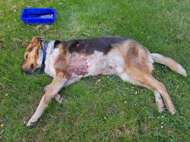 Dzik terroryzuje miasto