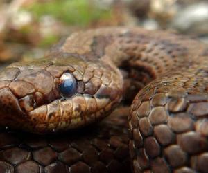 Uwaga na węże w lasach regionu! Leśnicy proszą o uwagę podczas spacerów