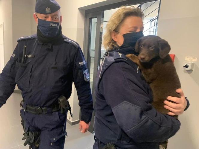 Słupsk: Poli zgubiła się na ulicy. Policja poszukuje właściciela psa